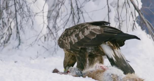 Pandangan rinci elang emas makan pada rubah mati di pegunungan di musim dingin — Stok Video