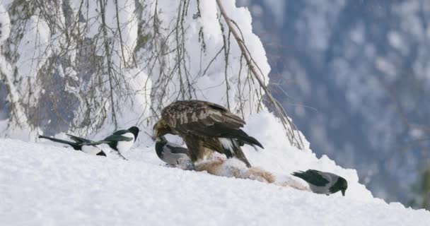 Golden eagle jíst na mrtvé lišky a hledá soupeře v horách v zimě — Stock video