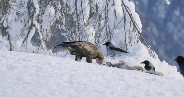 Мощный золотой орёл зимой ест мертвую лису в горах. — стоковое видео