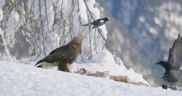 Vulturul mare de aur care mănâncă pe o vulpe moartă în munți iarna — Videoclip de stoc