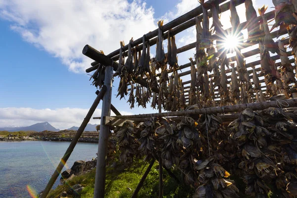 Séchage du poisson de morue sur des supports traditionnels en bois au soleil dans les îles Lofoten, Norvège, Europe — Photo