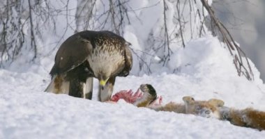 Görkemli altın kartal kışın dağlarda bir avla besleniyor.