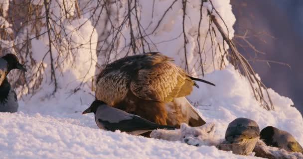 Águila dorada comiendo en las montañas en la hermosa luz de la mañana en invierno — Vídeo de stock