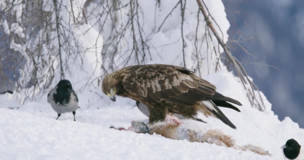 Aigle royal mangeant sur le renard mort et regardant dans la caméra dans les montagnes en hiver — Video