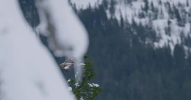 Vista lateral de un majestuoso águila dorada volando en las montañas en invierno — Vídeos de Stock