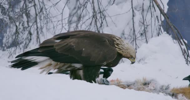 Detailní pohled na zlatého orla jedoucího na mrtvé lišce v zimě v horách — Stock video