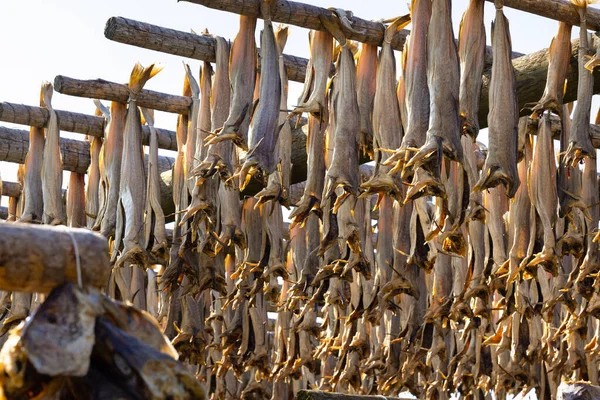 Närbild av torsk torkning på traditionella träställningar i Lofoten öarna, Norge, Europa — Stockfoto