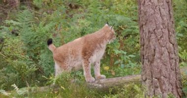 Tetikte ve korkmuş vaşak kedi ormanda tehlike arıyor.