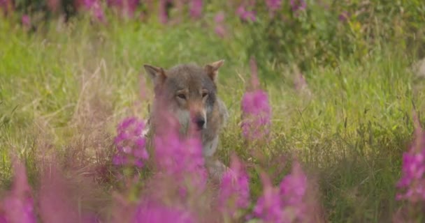 Hermoso lobo gris macho adulto descansa en un prado y hierba en el bosque — Vídeos de Stock