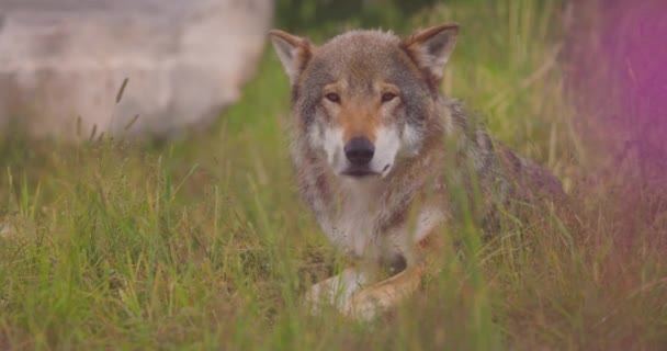Primer plano de un lobo gris adulto grande mira y huele a presa en un prado de hierba — Vídeos de Stock