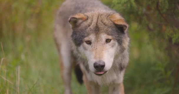 Lobo gris viejo asustado mira y huele después de rivales o comida en el bosque — Vídeos de Stock