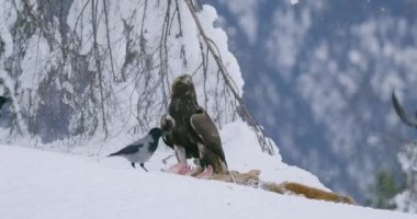 Büyük ve agresif kartal, kışın dağlardaki yiyeceklerden başka bir kartalı daha kaçırır.