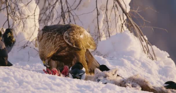Majestatyczny złoty orzeł zjada zdobycz w górach zimą. — Wideo stockowe