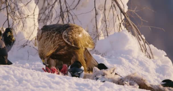 A fenséges arany sas télen prédát eszik a hegyekben. — Stock videók