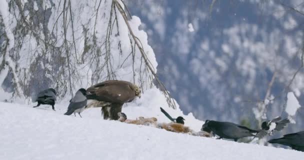 Złoty orzeł pokazuje moc i odstrasza ptaki od martwego zwierzęcia w górach w zimie — Wideo stockowe