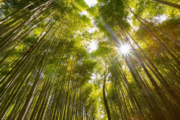 Ormanda güneşe karşı bambu koruluğunun alçak açılı görüntüsü — Stok fotoğraf