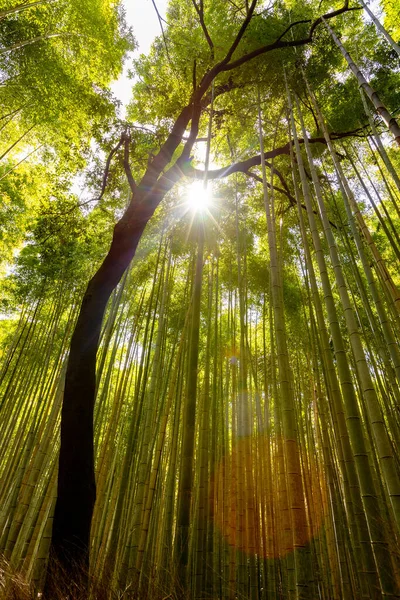 Güneşli bir günde ormanda bambudaki ağaç siluetinin alçak açılı görüntüsü — Stok fotoğraf