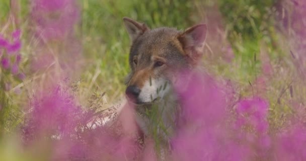 Zbliżenie duży dorosły samiec szary wilk spoczywa w kwiat i trawa łąka — Wideo stockowe