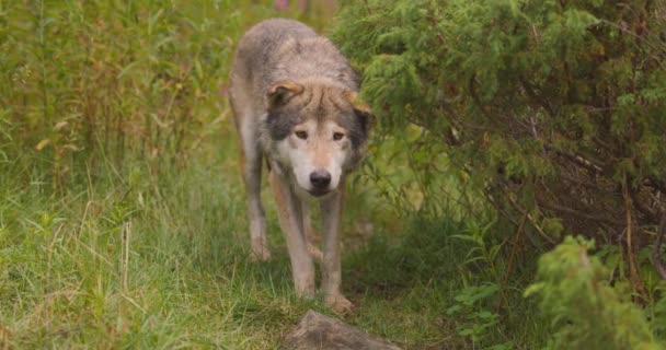 Ανασφαλής γέρος γκρίζος λύκος κοιτάζει και μυρίζει μετά τους αντιπάλους ή το φαγητό στο δάσος — Αρχείο Βίντεο