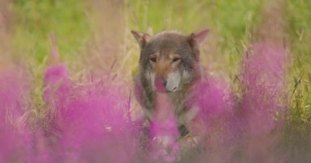 Detailní záběr na velkého dospělého šedého vlka, který vrhá stín a odpočívá horký letní den — Stock video