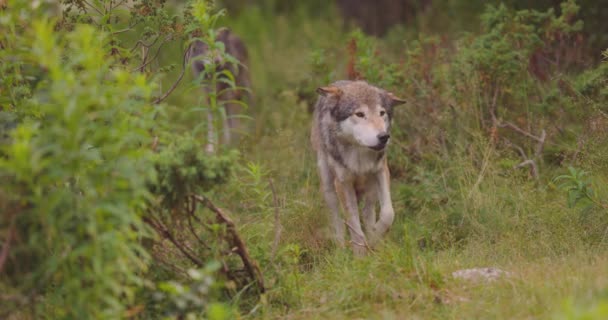 Two wolves in a wolf pack standing in the forest at summer time — Stock Video