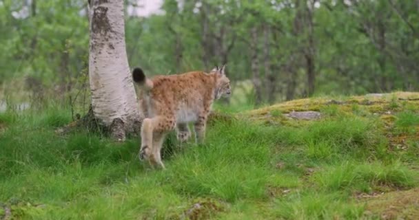 Leuke jonge Europese lynx wandelen in het bos een zomeravond — Stockvideo