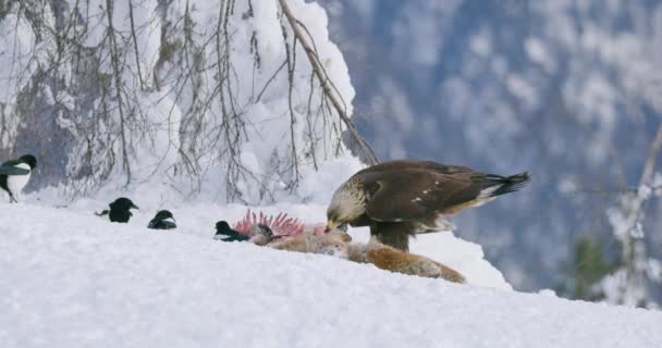 Brutal golden eagle tear off meat from dead fox in the mountains at winter — стоковое видео