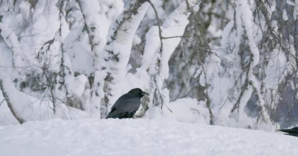 Aigle royal mangeant sur un renard mort dans les montagnes en hiver — Video
