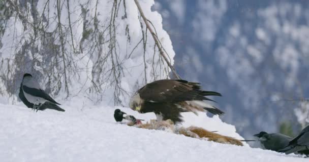 Angry golden eagle scaring away crows and magpies from prey at mountain in the winter — Stockvideo