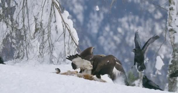 Powerful golden eagle scaring away crows and magpies from prey at mountain in the winter — Vídeos de Stock