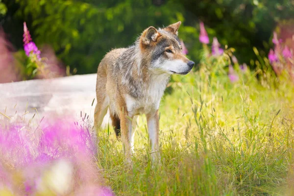 Duży samiec szarego wilka na pięknej łące trawy w lesie — Zdjęcie stockowe