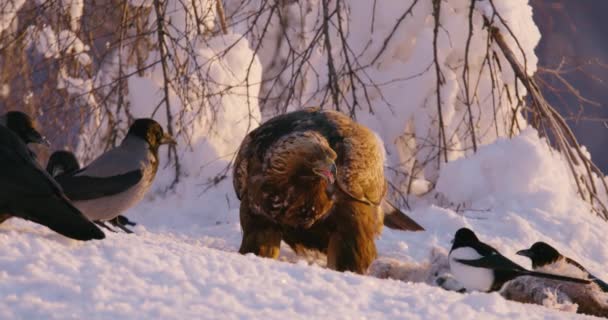 Águila dorada come en un animal muerto en las montañas en invierno — Vídeos de Stock