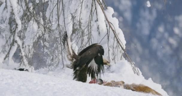 冬の山で死んだ動物からカラスやカササギを怖がらせる積極的な黄金の鷲 — ストック動画