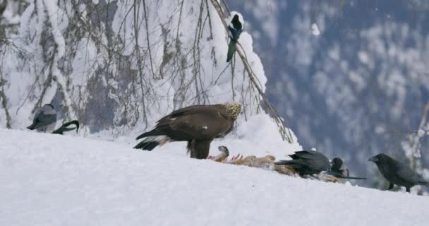 Grand aigle royal mangeant sur un renard mort en montagne en hiver — Video