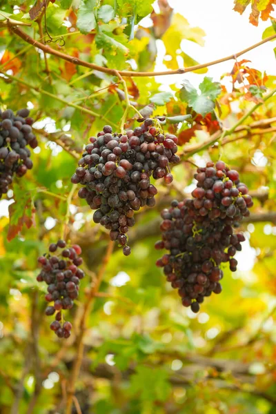 Крупный План Виноградной Кучи Растущей Растении Органическом Винограднике Против Солнца — стоковое фото