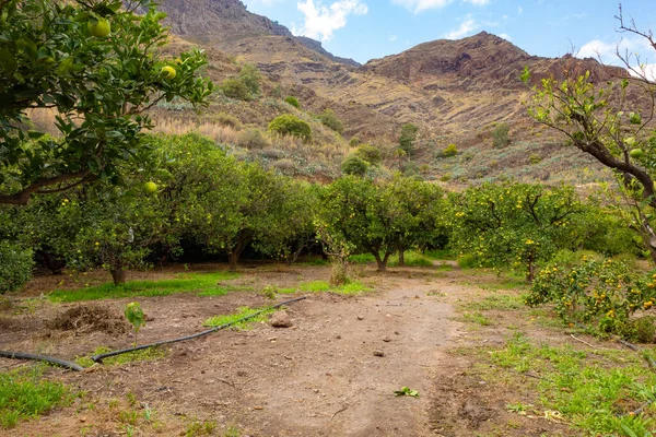 Empty Dirt Road Amidst Fruit Trees Orchard Mountains — Stock Photo, Image