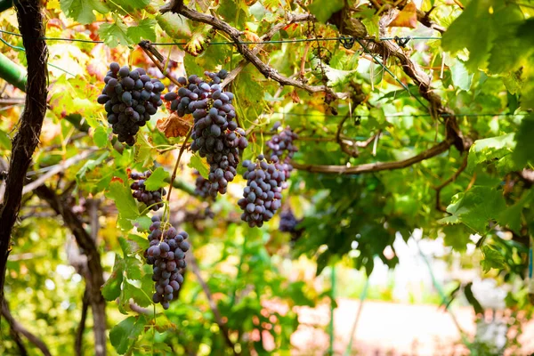 Alacsony Szög Kilátás Szerves Borszőlő Csokrok Növekszik Növények Vineyard Nappali — Stock Fotó