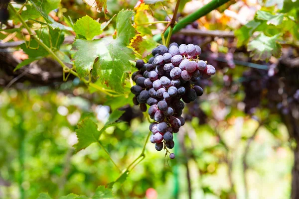Органические Гроздья Винограда Растущие Растениях Винограднике Дневное Время — стоковое фото