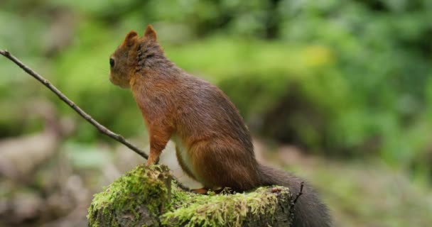 Κόκκινος Σκίουρος Ψάχνει Για Εχθρούς Τροφή Στο Πάτωμα Του Δάσους — Αρχείο Βίντεο