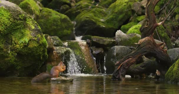 Ardilla Roja Encontró Una Nuez Agua Debajo Arroyo Cascada Saltando — Vídeos de Stock