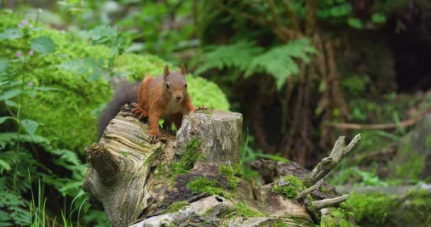 Κόκκινος Σκίουρος Ψάχνει Για Φαγητό Στο Πάτωμα Του Δάσους Και — Αρχείο Βίντεο