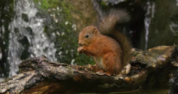 Rotes Eichhörnchen Frisst Nahrung Baumstamm Wasser Regnet Mit Wasserfallbach Hintergrund — Stockvideo