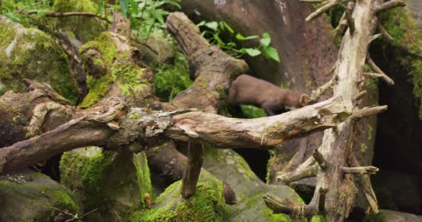 ヨーロッパの松の木の原生の森の中で食べ物を探して覆された上を歩く 野生動物だ スローモーションで撮影 — ストック動画