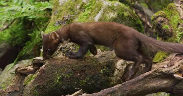 Vad Európai Fenyőnyest Sétál Szűz Erdőben Vadállat Lassított Felvételen — Stock videók