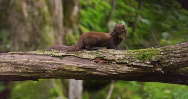 European Pine Marten Eating Overturned Tree Woods Wild Animal Filmed — Video Stock