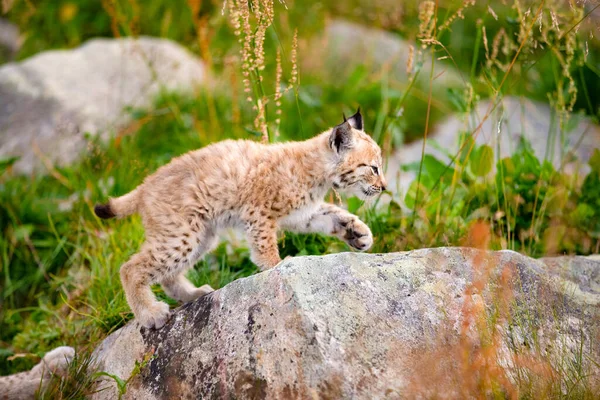 Full Length Lynx Cub Exploring World Walking Rock Field Forest — Stock fotografie