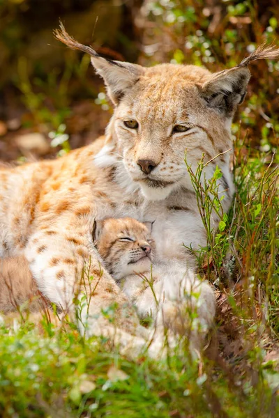 Krásná Péče Vyčerpaný Lynx Matka Chránit Její Roztomilý Lynx Mládě — Stock fotografie