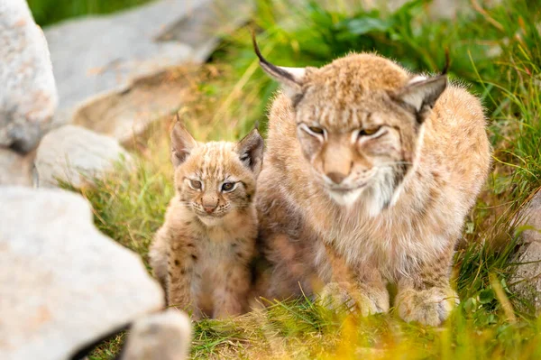 Beautiful Caring Exhausted Lynx Mother Protect Her Cute Lynx Cub — Stockfoto