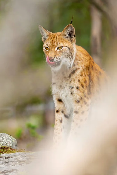 Beautiful Eurasian Lynx Bobcat Sits Rock Dense Forest Hot Summer — Stockfoto