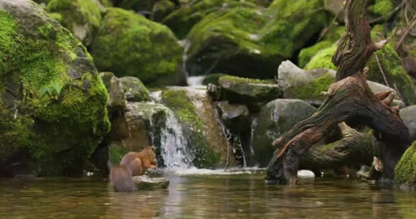Red Squirrel Jump Rock Water Nut Mouth Waterfall Stream — Vídeo de Stock